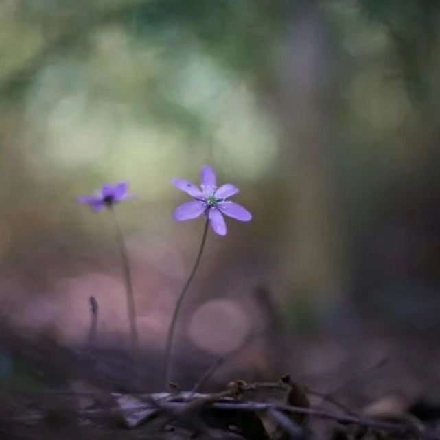 Instagram post from luontoa_ig. This post is in position 5.