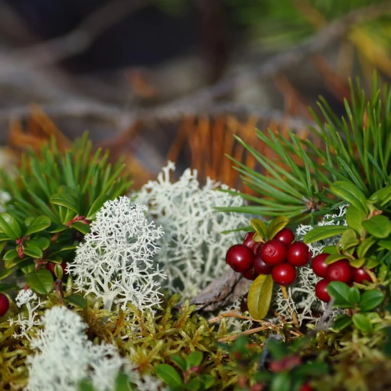 Instagram post from luontoa_ig. This post is in position 6.