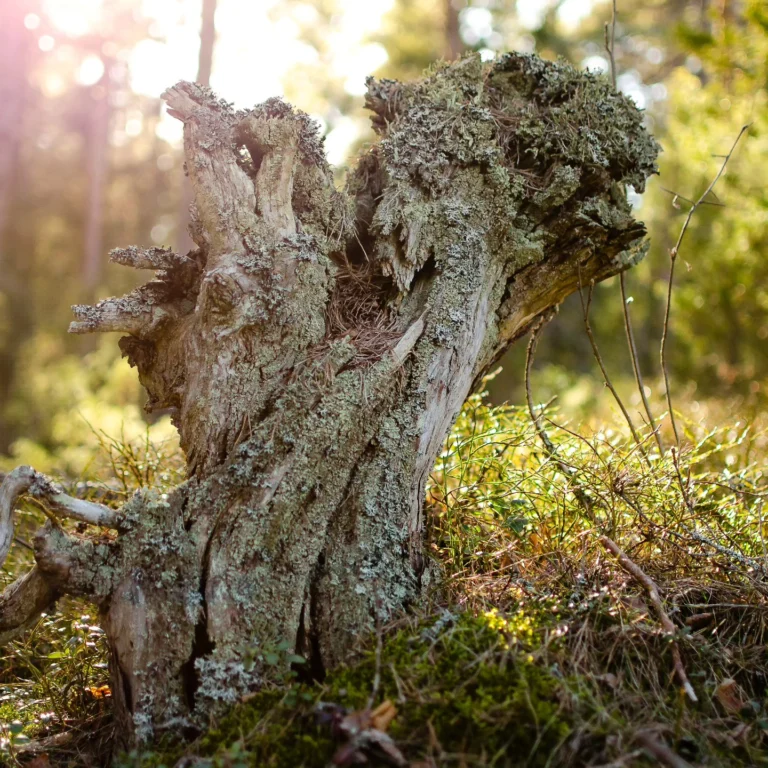 Instagram post from luontoa_ig. This post is in position 8.