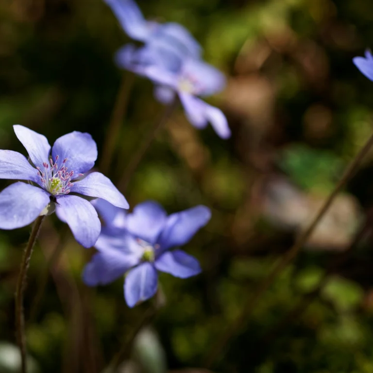 Instagram post from luontoa_ig. This post is in position 1.