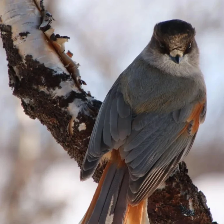 Instagram post from luontoa_ig. This post is in position 2.